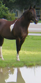 horse2-280