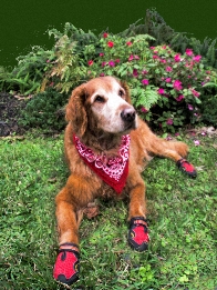 Rocky, a previous canine assistant