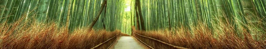 Peaceful bamboo forest — Janet Nicholas Counseling