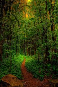 Down the path