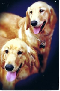 Rex and Roxy, previous canine assistants