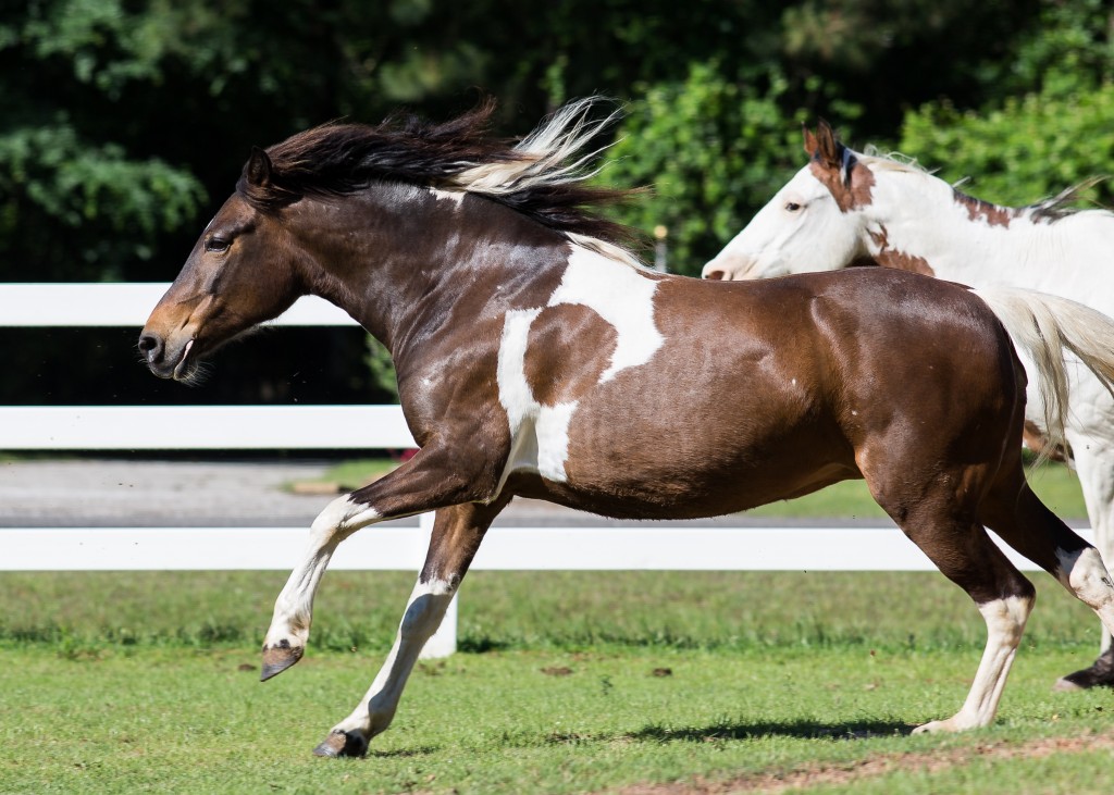 Equine assisted psychotherapy session outdoors