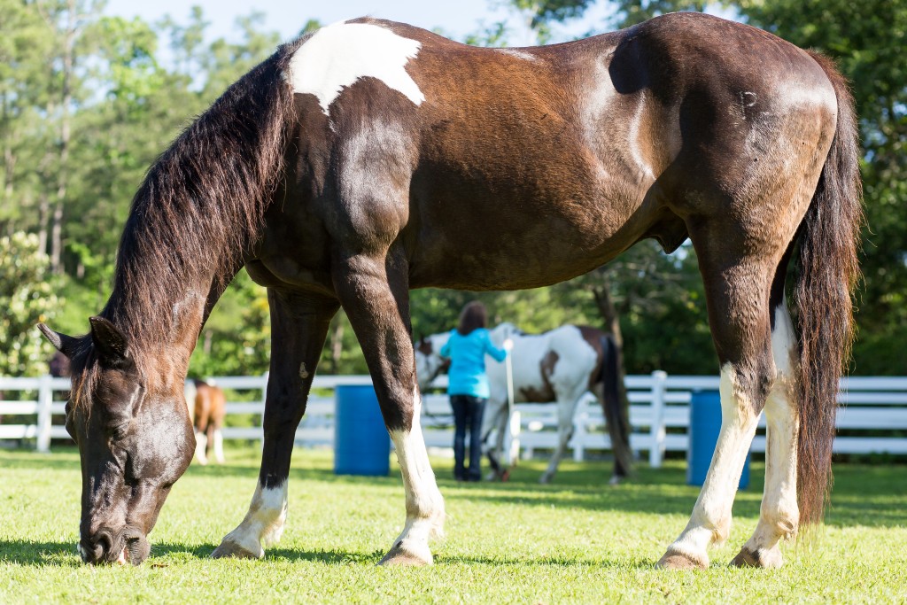 Client and horse during an equine assisted therapy exercise
