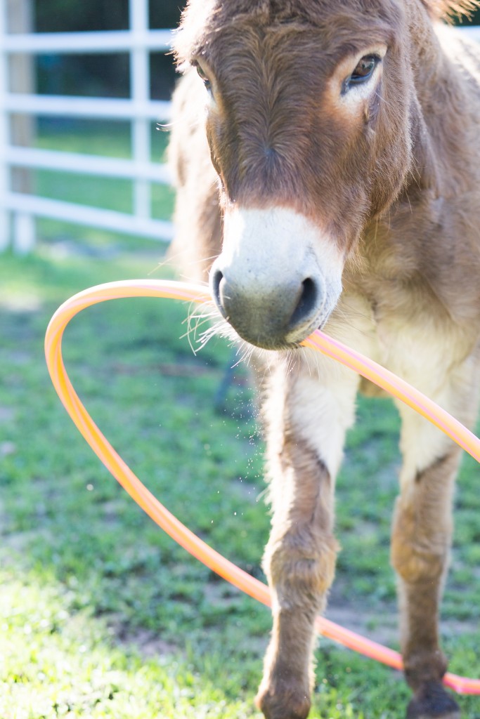 Equine assisted therapy session with a horse