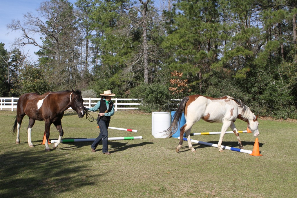 Clock exercise with a horse during equine assisted psychotherapy